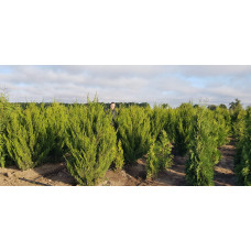 Ялівець китайський Спартан | Juniperus chinensis Spartan | Можжевельник китайский Спартан