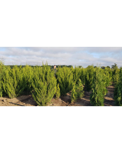 Ялівець китайський Спартан | Juniperus chinensis Spartan | Можжевельник китайский Спартан