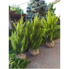 Ялівець китайський Спартан | Juniperus chinensis Spartan | Можжевельник китайский Спартан