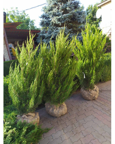 Ялівець китайський Спартан | Juniperus chinensis Spartan | Можжевельник китайский Спартан