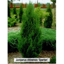 Ялівець китайський Спартан | Juniperus chinensis Spartan | Можжевельник китайский Спартан
