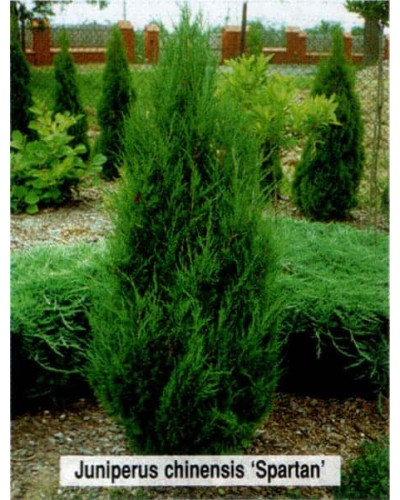 Ялівець китайський Спартан | Juniperus chinensis Spartan | Можжевельник китайский Спартан