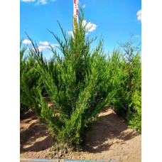 Ялівець китайський Спартан | Juniperus chinensis Spartan | Можжевельник китайский Спартан