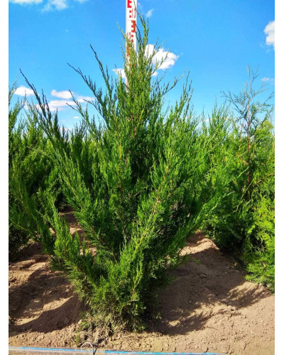 Ялівець китайський Спартан | Juniperus chinensis Spartan | Можжевельник китайский Спартан