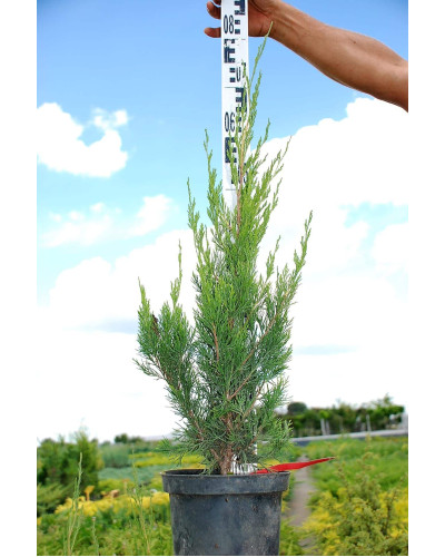 Ялівець китайський Спартан | Juniperus chinensis Spartan | Можжевельник китайский Спартан