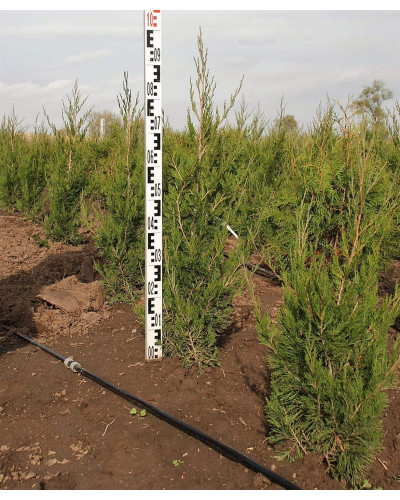 Ялівець китайський Спартан | Juniperus chinensis Spartan | Можжевельник китайский Спартан