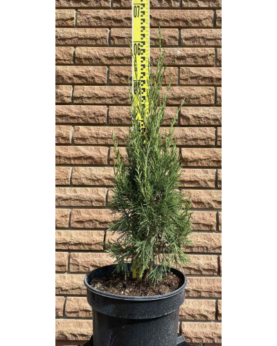Ялівець китайський Спартан | Juniperus chinensis Spartan | Можжевельник китайский Спартан