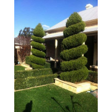 Ялівець китайський Спартан | Juniperus chinensis Spartan | Можжевельник китайский Спартан