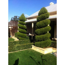 Ялівець китайський Спартан | Juniperus chinensis Spartan | Можжевельник китайский Спартан