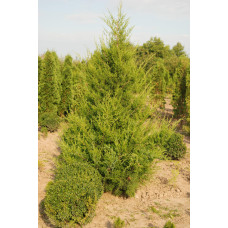 Ялівець китайський Спартан | Juniperus chinensis Spartan | Можжевельник китайский Спартан