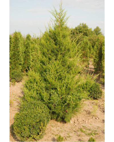 Ялівець китайський Спартан | Juniperus chinensis Spartan | Можжевельник китайский Спартан