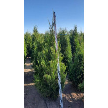 Ялівець китайський Спартан | Juniperus chinensis Spartan | Можжевельник китайский Спартан
