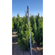 Ялівець китайський Спартан | Juniperus chinensis Spartan | Можжевельник китайский Спартан