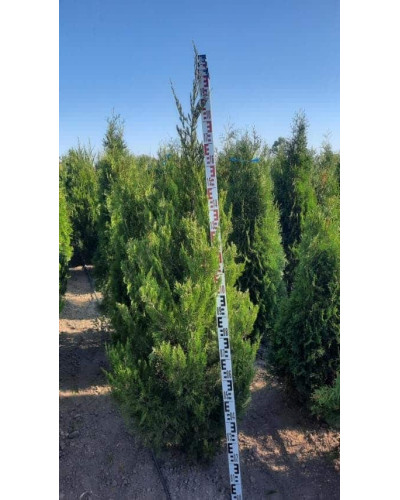 Ялівець китайський Спартан | Juniperus chinensis Spartan | Можжевельник китайский Спартан