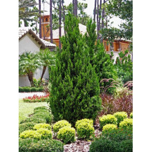 Ялівець китайський Спартан | Juniperus chinensis Spartan | Можжевельник китайский Спартан
