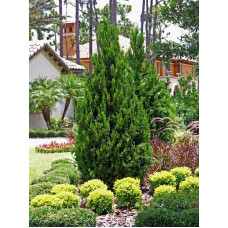 Ялівець китайський Спартан | Juniperus chinensis Spartan | Можжевельник китайский Спартан