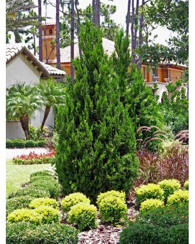 Ялівець китайський Спартан | Juniperus chinensis Spartan | Можжевельник китайский Спартан