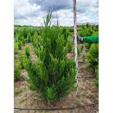 Ялівець китайський Спартан | Juniperus chinensis Spartan | Можжевельник китайский Спартан