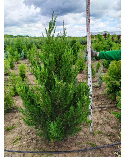 Ялівець китайський Спартан | Juniperus chinensis Spartan | Можжевельник китайский Спартан