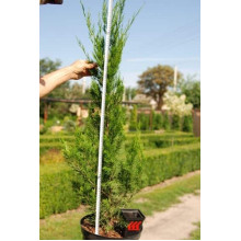 Ялівець китайський Спартан | Juniperus chinensis Spartan | Можжевельник китайский Спартан