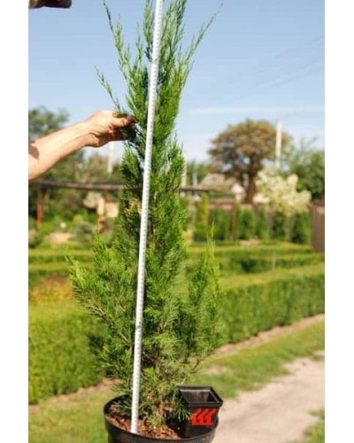 Ялівець китайський Спартан | Juniperus chinensis Spartan | Можжевельник китайский Спартан