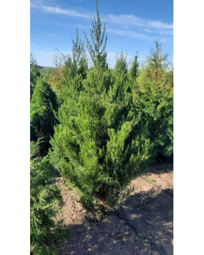 Ялівець китайський Спартан | Juniperus chinensis Spartan | Можжевельник китайский Спартан