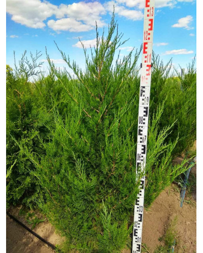 Ялівець китайський Спартан | Juniperus chinensis Spartan | Можжевельник китайский Спартан