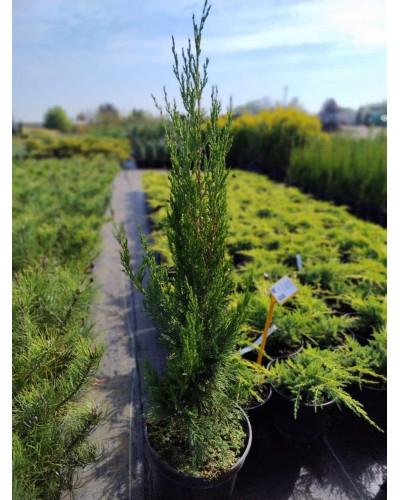 Ялівець китайський Спартан | Juniperus chinensis Spartan | Можжевельник китайский Спартан