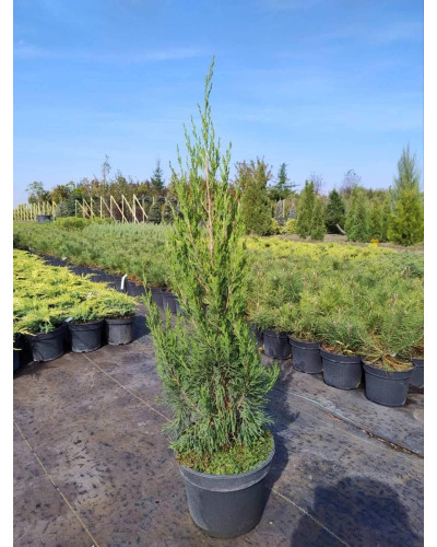Ялівець китайський Спартан | Juniperus chinensis Spartan | Можжевельник китайский Спартан