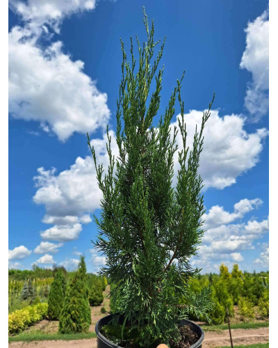 Ялівець китайський Спартан | Juniperus chinensis Spartan | Можжевельник китайский Спартан
