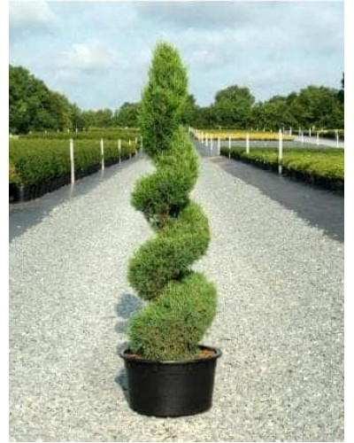 Ялівець китайський Спартан | Juniperus chinensis Spartan | Можжевельник китайский Спартан