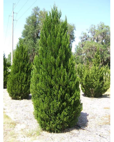 Ялівець китайський Спартан | Juniperus chinensis Spartan | Можжевельник китайский Спартан
