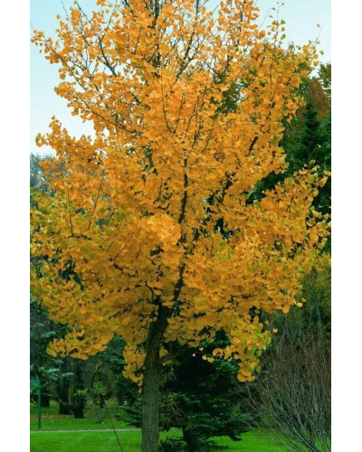 Гінкго дволопатеве Прінстон Сентрі | Ginkgo biloba Princeton Sentry | Гинкго двулопастное Принстон Сентри