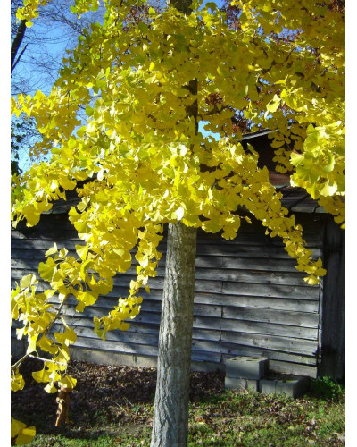 Гінкго дволопатеве Прінстон Сентрі | Ginkgo biloba Princeton Sentry | Гинкго двулопастное Принстон Сентри