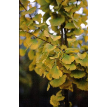 Гінкго дволопатеве Прінстон Сентрі | Ginkgo biloba Princeton Sentry | Гинкго двулопастное Принстон Сентри