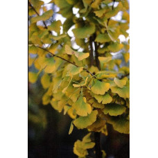 Гінкго дволопатеве Прінстон Сентрі | Ginkgo biloba Princeton Sentry | Гинкго двулопастное Принстон Сентри