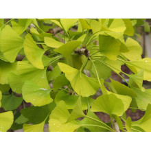 Гінкго дволопатеве Прінстон Сентрі | Ginkgo biloba Princeton Sentry | Гинкго двулопастное Принстон Сентри