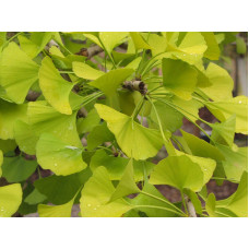 Гінкго дволопатеве Прінстон Сентрі | Ginkgo biloba Princeton Sentry | Гинкго двулопастное Принстон Сентри