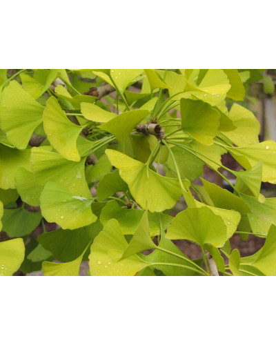 Гінкго дволопатеве Прінстон Сентрі | Ginkgo biloba Princeton Sentry | Гинкго двулопастное Принстон Сентри