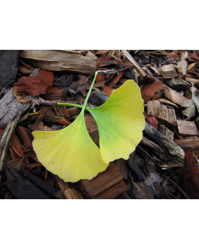 Гінкго дволопатеве Прінстон Сентрі | Ginkgo biloba Princeton Sentry | Гинкго двулопастное Принстон Сентри