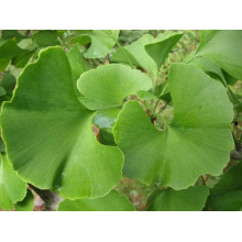 Гінкго дволопатеве Прінстон Сентрі | Ginkgo biloba Princeton Sentry | Гинкго двулопастное Принстон Сентри