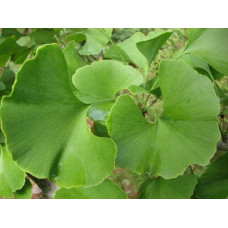Гінкго дволопатеве Прінстон Сентрі | Ginkgo biloba Princeton Sentry | Гинкго двулопастное Принстон Сентри