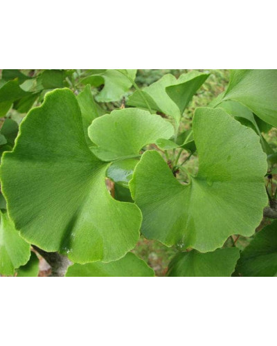 Гінкго дволопатеве Прінстон Сентрі | Ginkgo biloba Princeton Sentry | Гинкго двулопастное Принстон Сентри