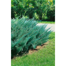 Ялівець козацький Блю Донау / Блю Дануб | Juniperus sabina Blaue Donau / Blue Danube | Можжевельник казацкий Блю Донау / Блю Дануб