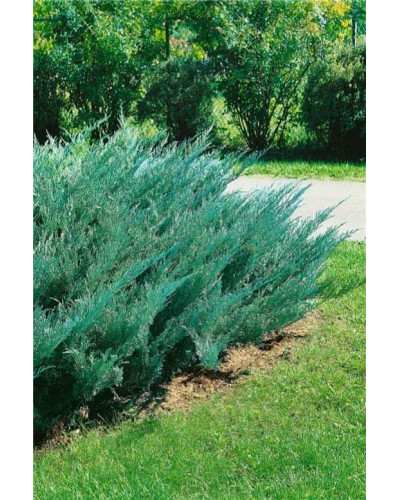 Ялівець козацький Блю Донау / Блю Дануб | Juniperus sabina Blaue Donau / Blue Danube | Можжевельник казацкий Блю Донау / Блю Дануб