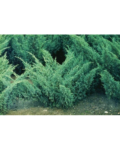 Ялівець козацький Блю Донау / Блю Дануб | Juniperus sabina Blaue Donau / Blue Danube | Можжевельник казацкий Блю Донау / Блю Дануб