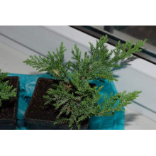 Ялівець козацький Блю Донау / Блю Дануб | Juniperus sabina Blaue Donau / Blue Danube | Можжевельник казацкий Блю Донау / Блю Дануб