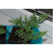 Ялівець козацький Блю Донау / Блю Дануб | Juniperus sabina Blaue Donau / Blue Danube | Можжевельник казацкий Блю Донау / Блю Дануб