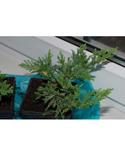 Ялівець козацький Блю Донау / Блю Дануб | Juniperus sabina Blaue Donau / Blue Danube | Можжевельник казацкий Блю Донау / Блю Дануб