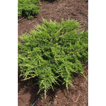 Ялівець козацький Рокері Джем |  Juniperus sabina Rockery Gem | Можжевельник казацкий Рокери Джем